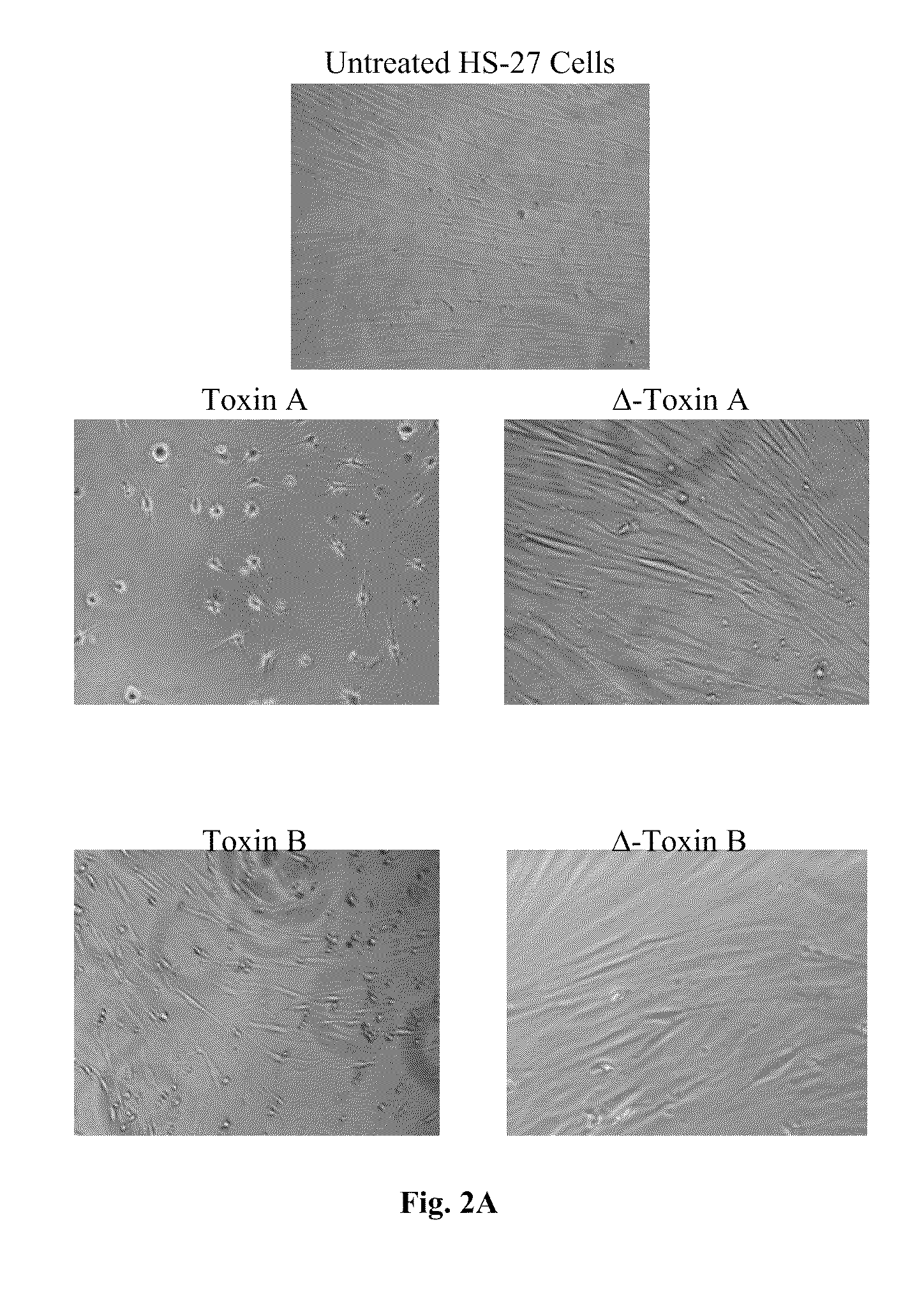 Compositions and methods for generating antibodies