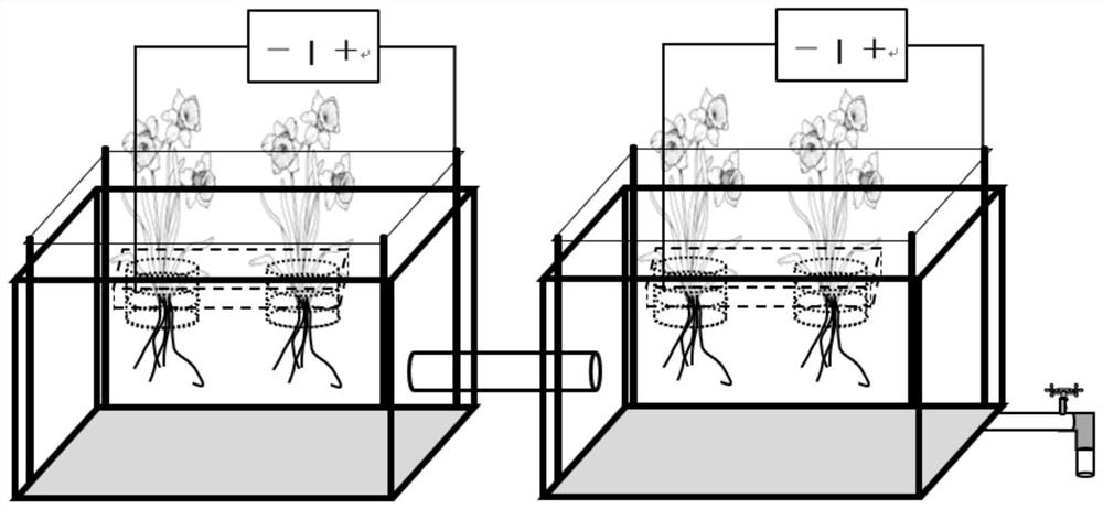 Low-voltage electric field-plant method and system for removing radionuclides/heavy metals from water