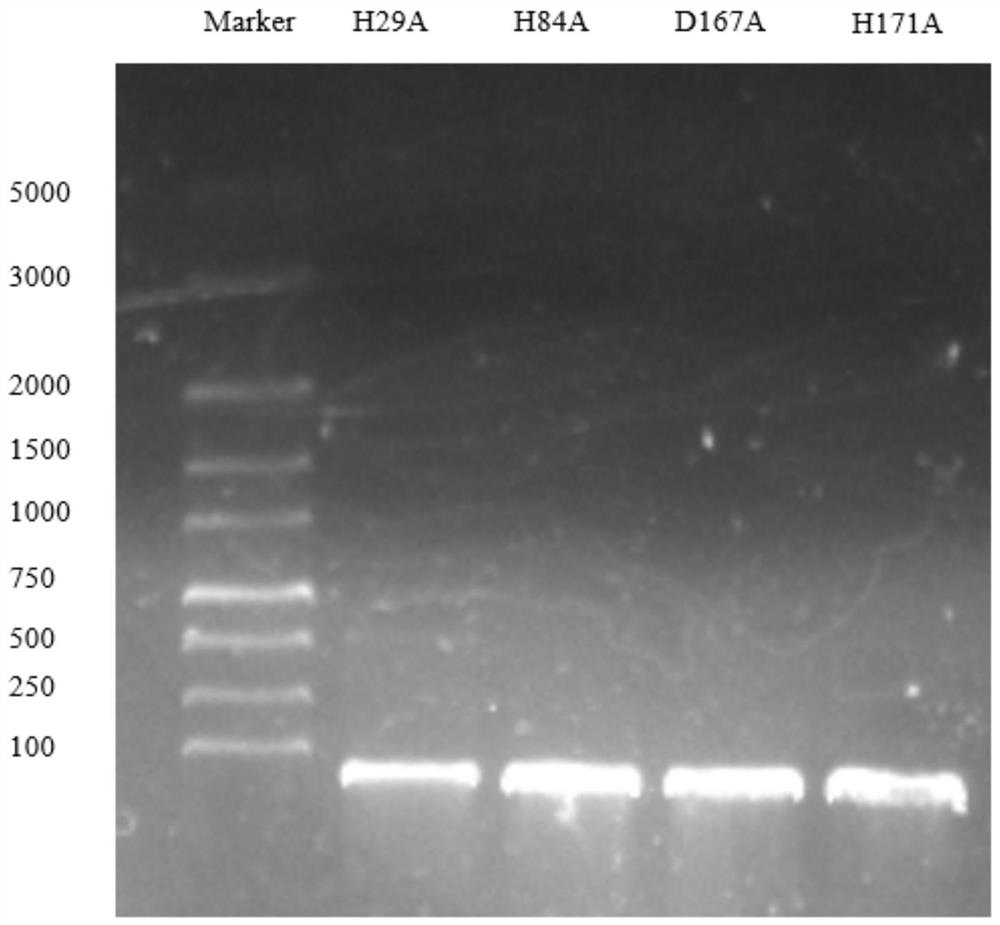 Recombinant superoxide dismutase as well as coding gene and preparation method thereof