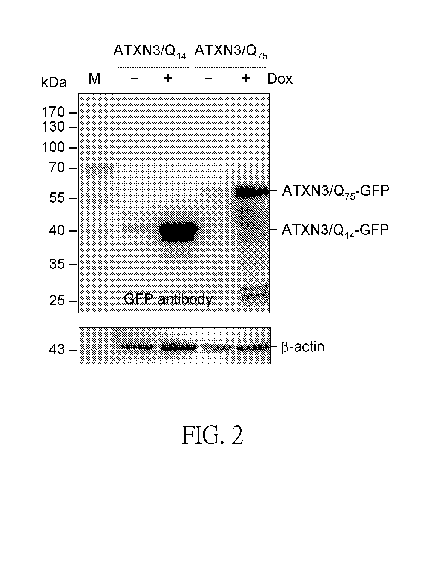 Method for Treating Abnormal Polyglutamine-Mediated Disease