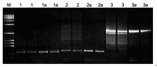 Method for preparing hot start Taq polymerase