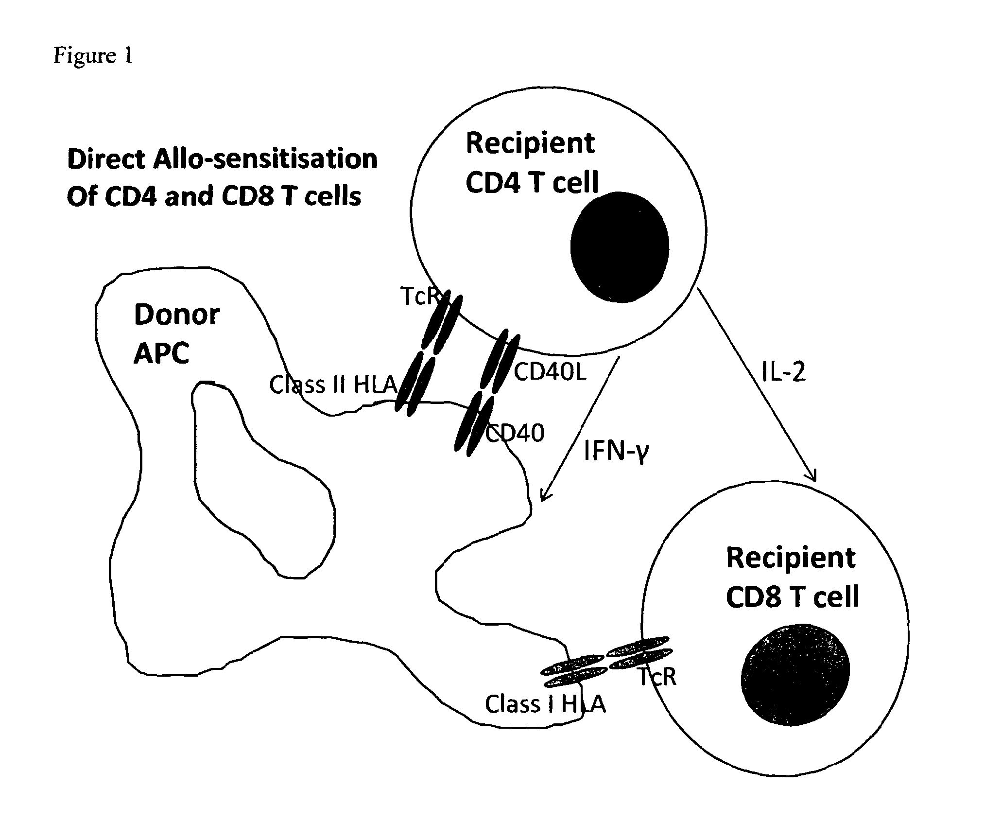 Conjugate molecule