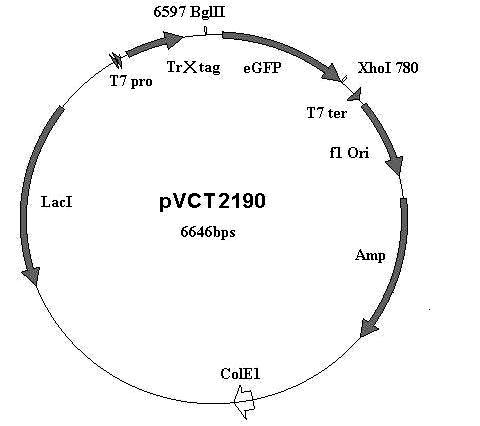 Virulence auxiliary vector for agrobacterium tumefaciens-mediated high molecular weight T-DNA (Transfer-Deoxyribonucleic Acid) transformation and preparation method as well as application thereof