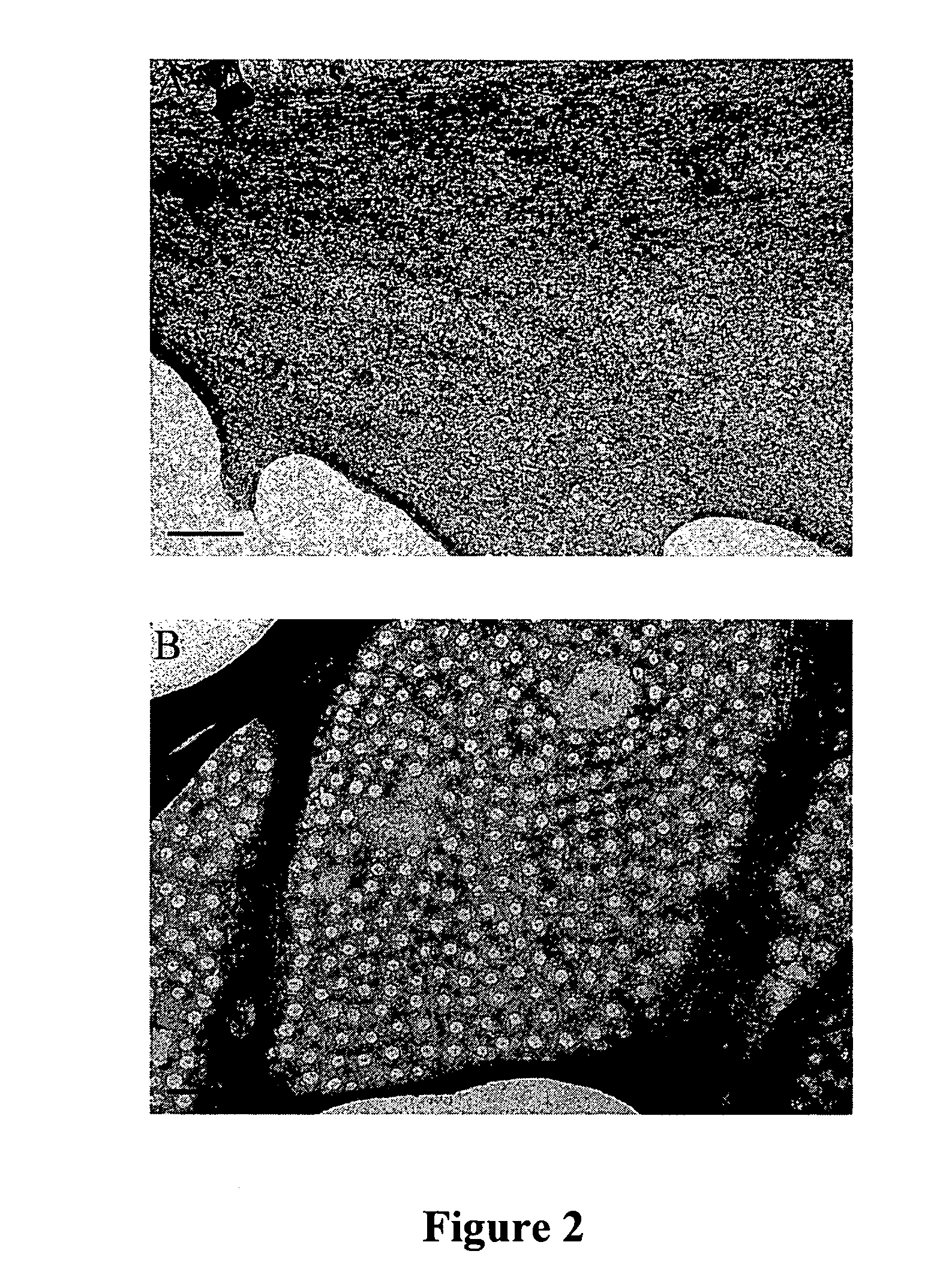 Method of inducing fenestrae