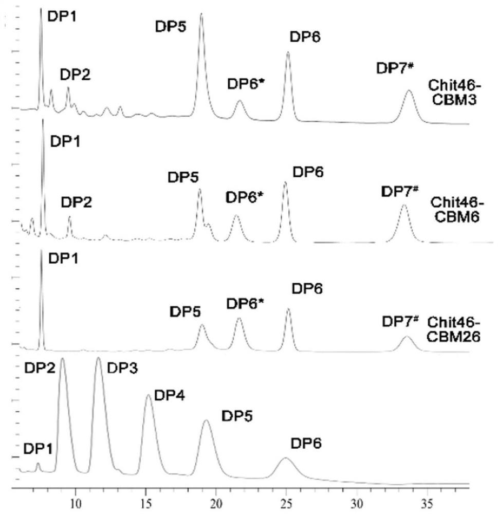 Chitinase fused with carbohydrate binding module, preparation method for chitinase and application of chitinase