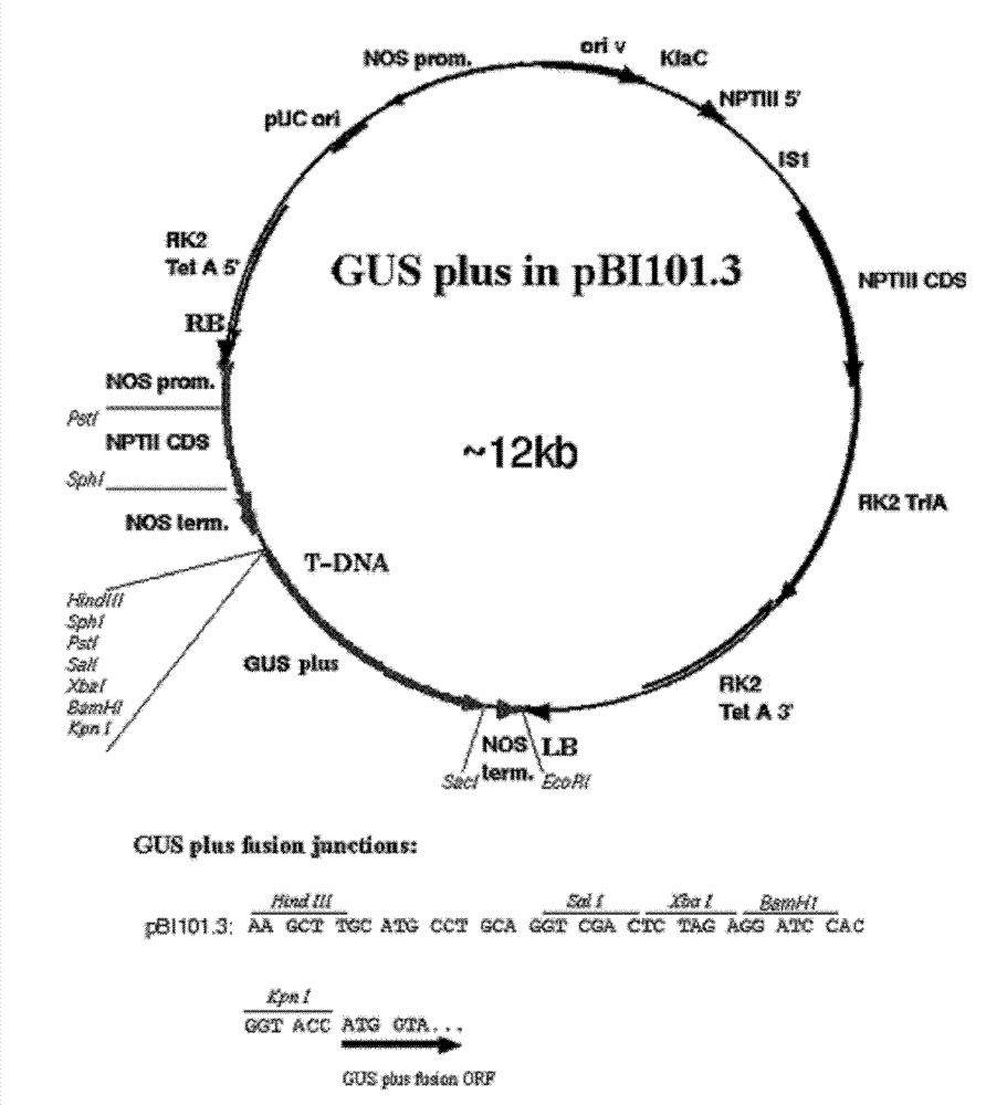 Promoter of gene OsRTS2 expressed specifically in rice root tip and applications thereof