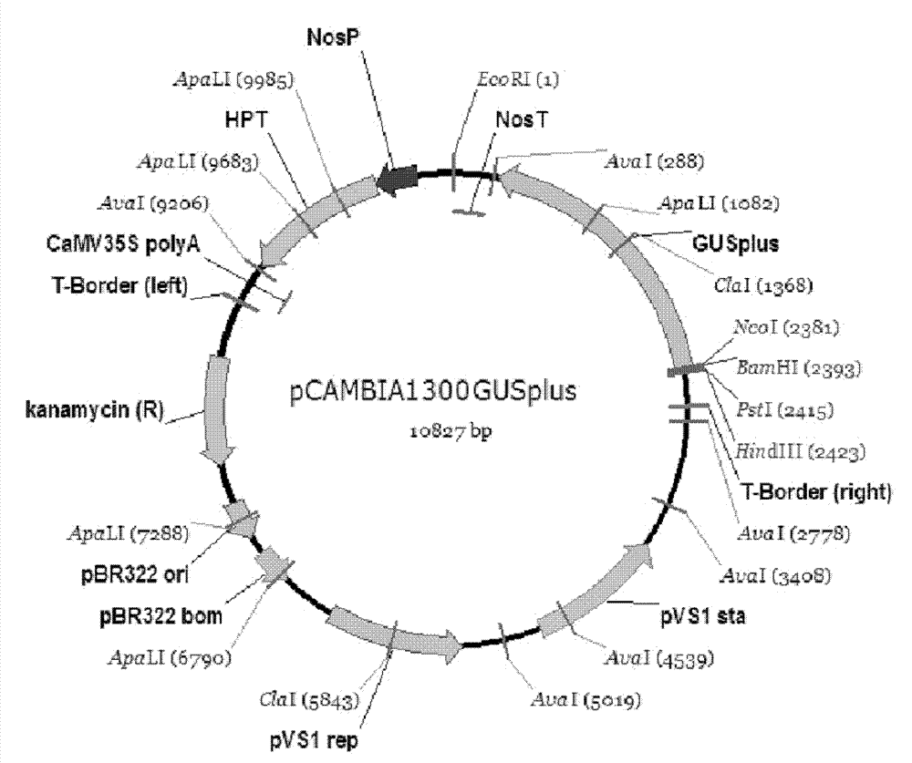 Promoter of gene OsRTS2 expressed specifically in rice root tip and applications thereof