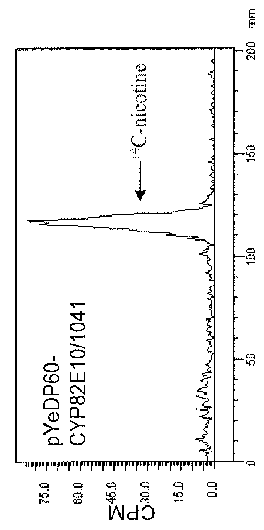 Compositions and methods for minimizing nornicotine synthesis in tobacco