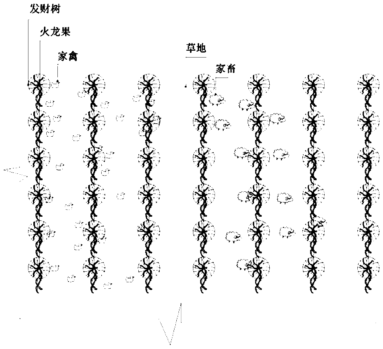 Ecological low-cost planting method of dragon fruits