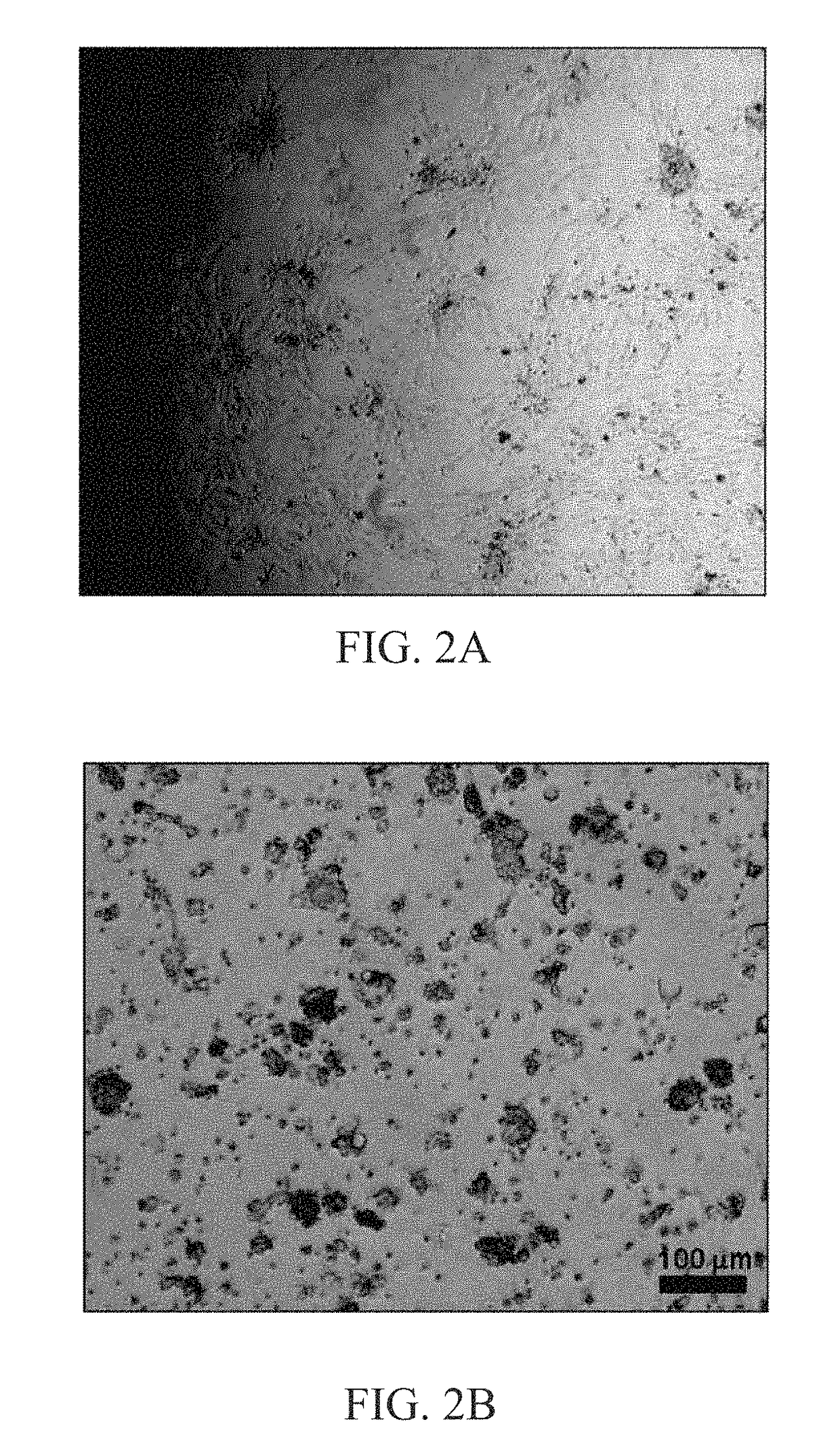 Method of obtaining high purity stem cells from tissue