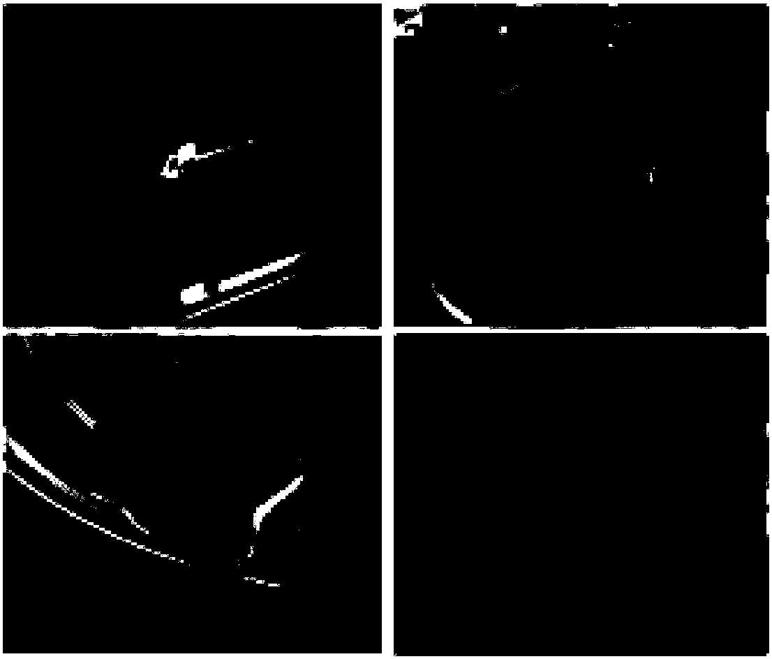 Method for inducing vigna unguiculata transgenic hairy roots and excellent genotype used therein