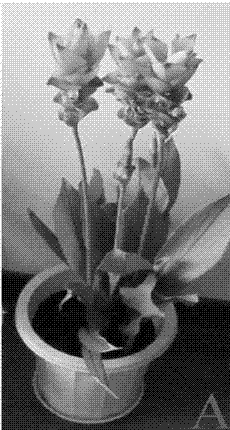 Method for cultivating Lunar New Year Curcuma alismatifolia Gagnep