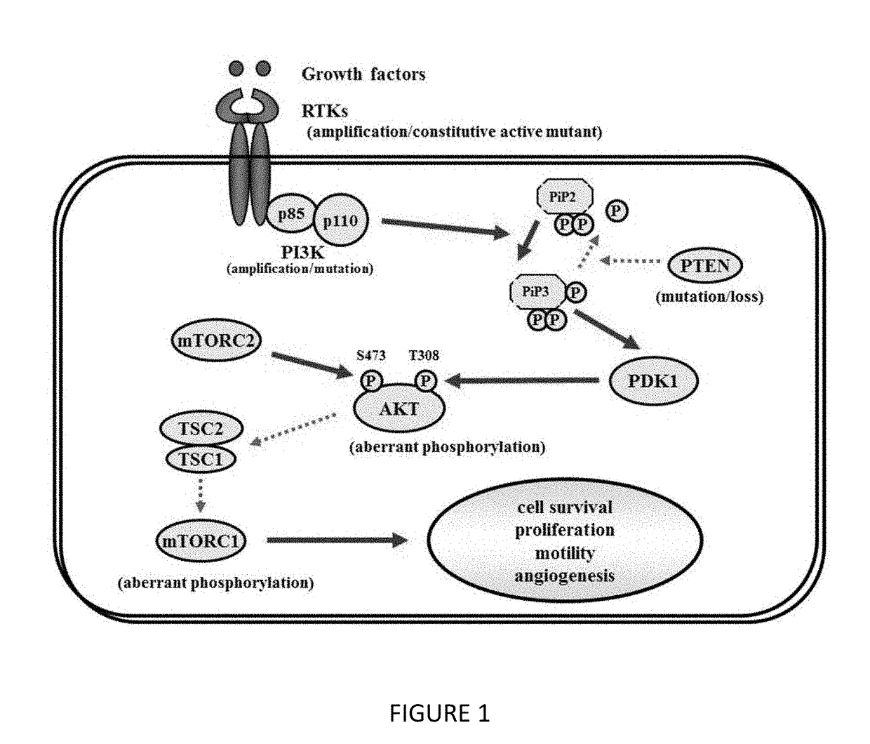 Benzamide or benzamine compounds useful as anticancer agents for the treatment of human cancers