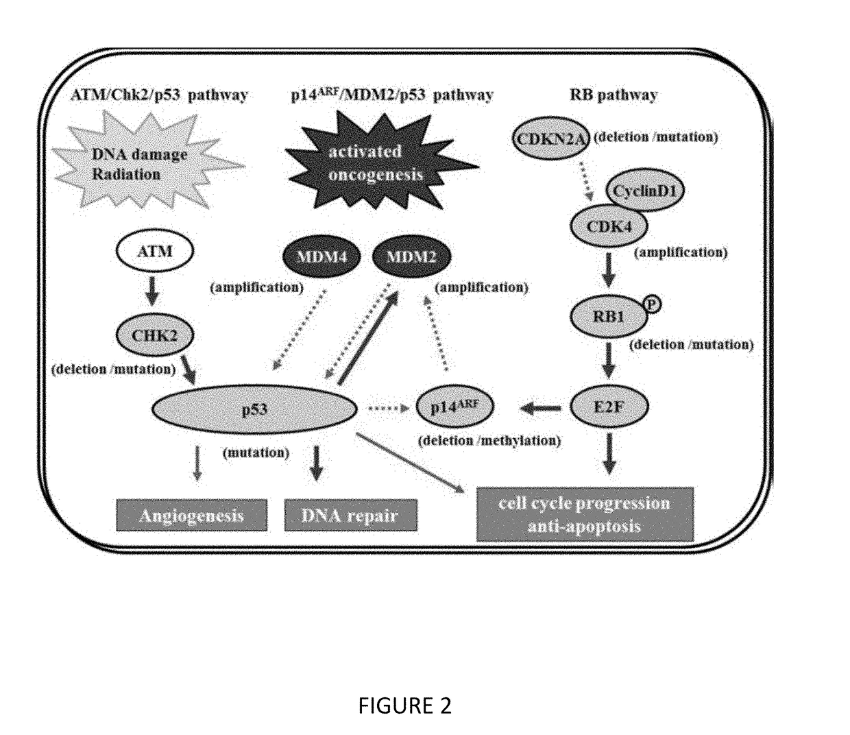 Benzamide or benzamine compounds useful as anticancer agents for the treatment of human cancers