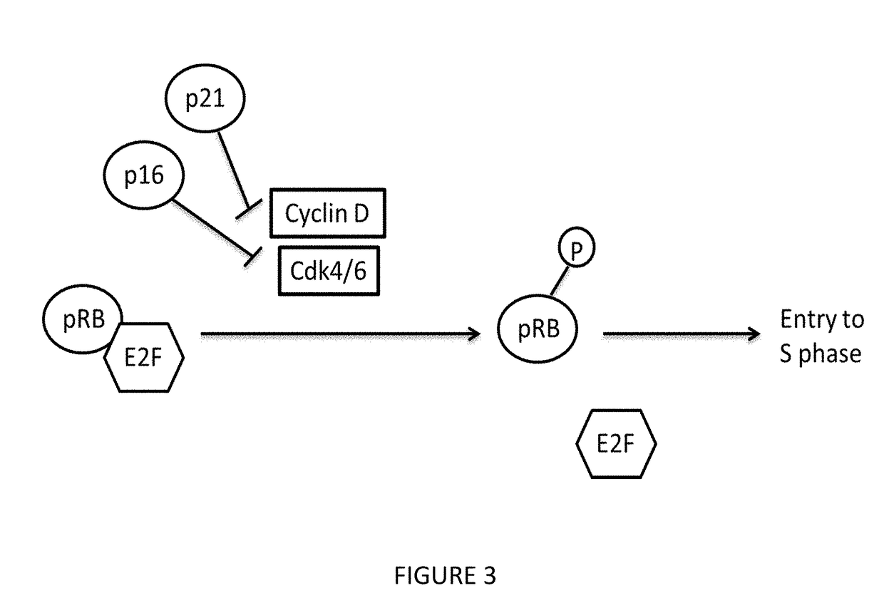 Benzamide or benzamine compounds useful as anticancer agents for the treatment of human cancers