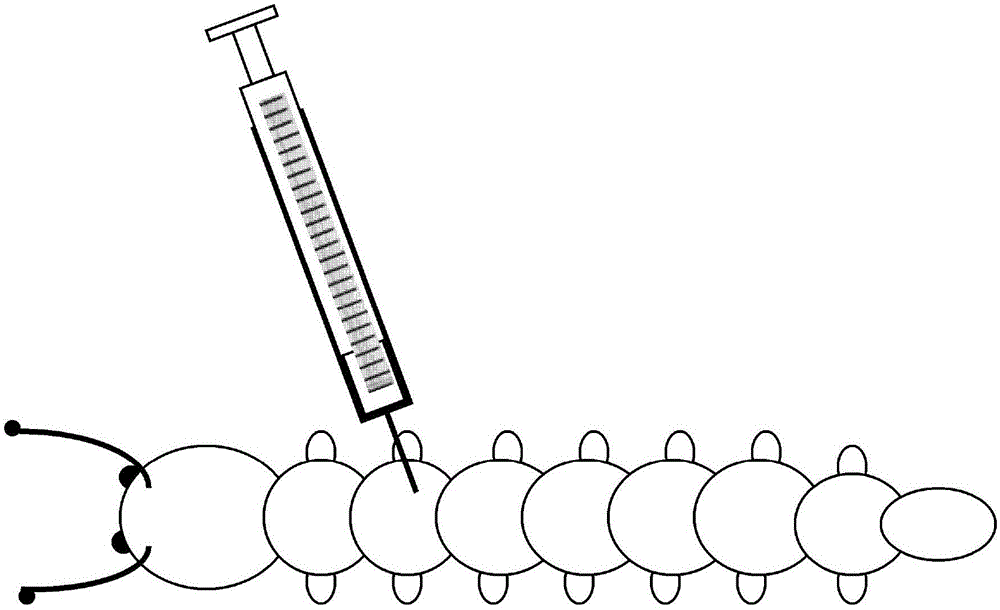 Simple method for rapidly screening substances effective to insects