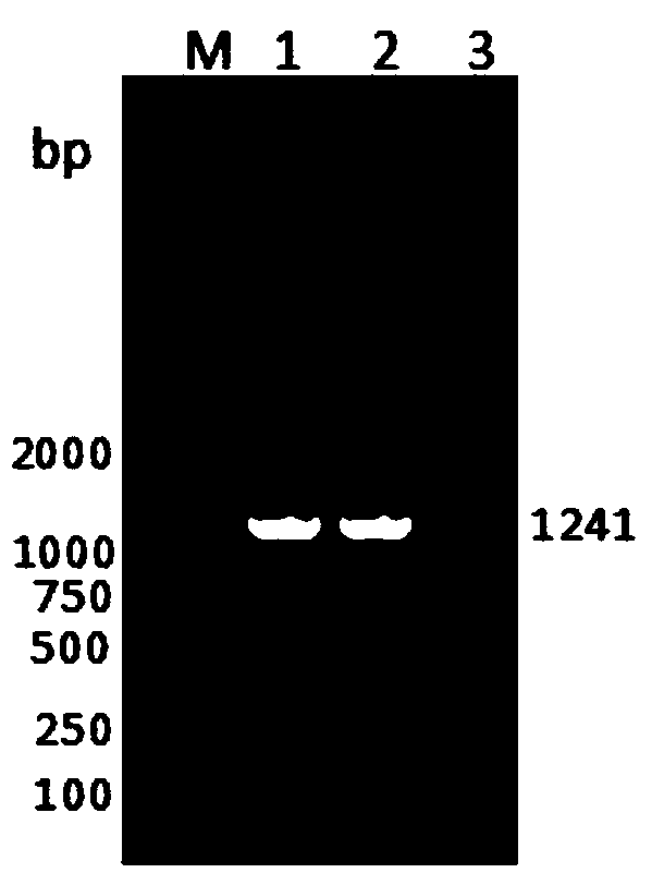 ELISA (Enzyme-Linked Immuno Sorbent Assay) detection kit for bovine coronavirus