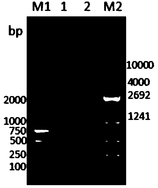 ELISA (Enzyme-Linked Immuno Sorbent Assay) detection kit for bovine coronavirus