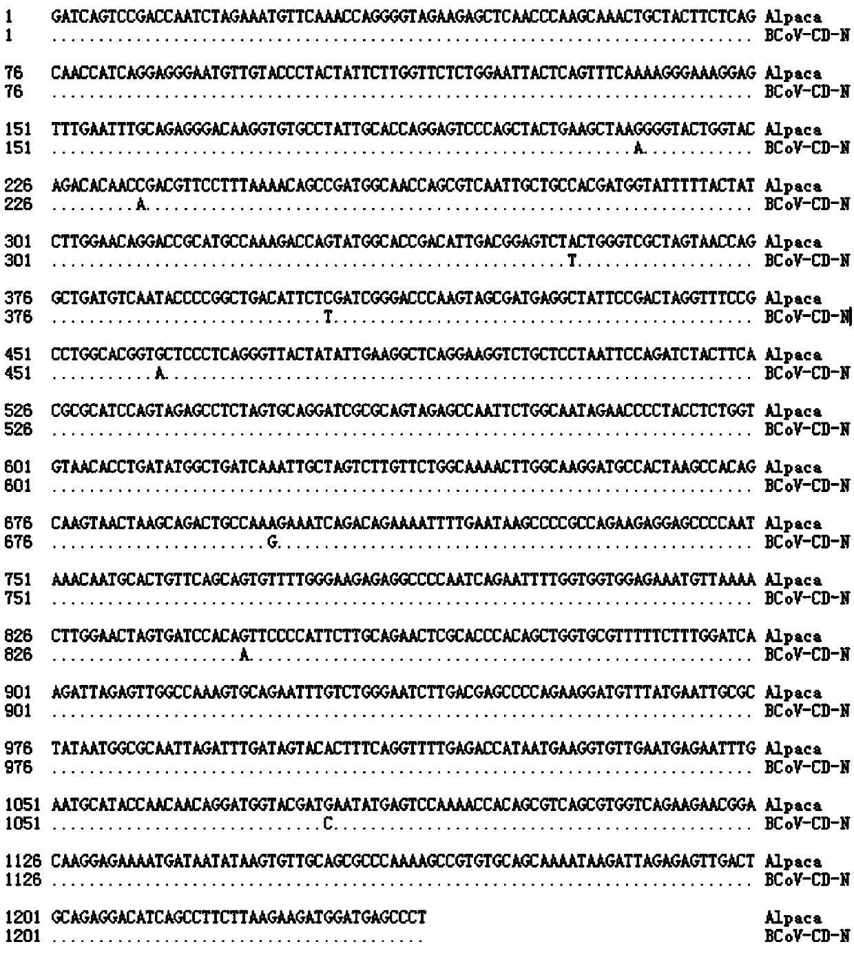 ELISA (Enzyme-Linked Immuno Sorbent Assay) detection kit for bovine coronavirus