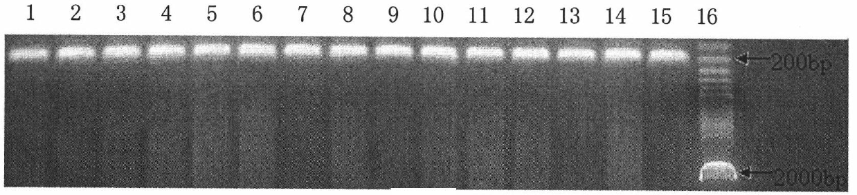 Method for extracting genome DNA of poultry