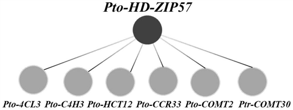 Method for constructing plant transcription factor-to-target gene genetic regulation network