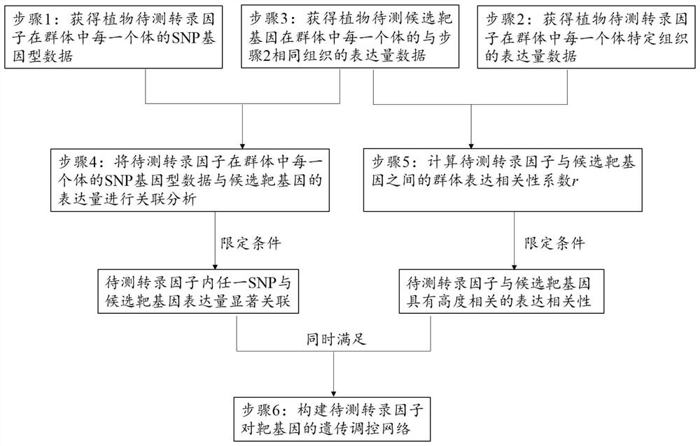 Method for constructing plant transcription factor-to-target gene genetic regulation network