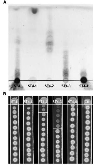 Application of Indole-3-Carboxaldehyde and Its Derivatives in Controlling Plant Diseases Caused by Phytopathogenic Fungi