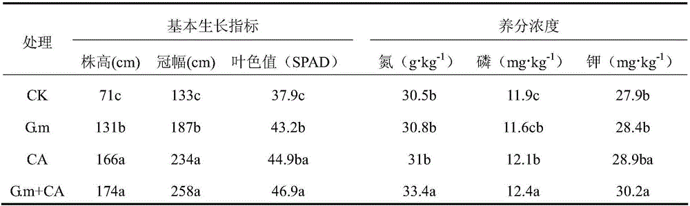 Method for promoting plant growth and improving soil through synergistic effect of arbuscular mycorrhiza and phosphate solubilizing bacteria