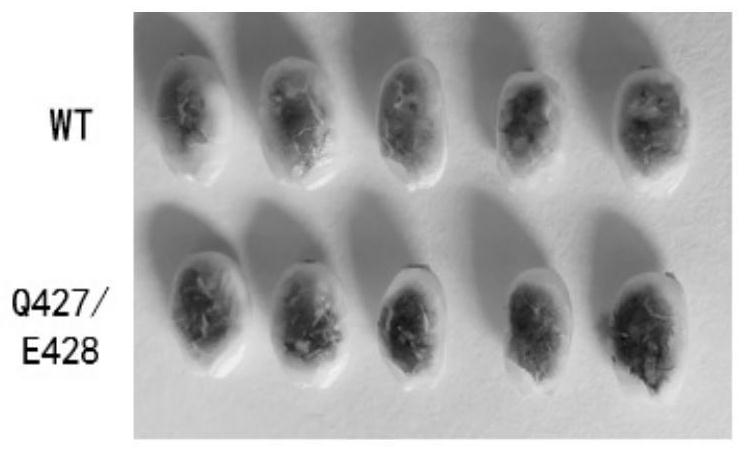 A kind of polypeptide that improves plant amylose content, nucleic acid and application thereof