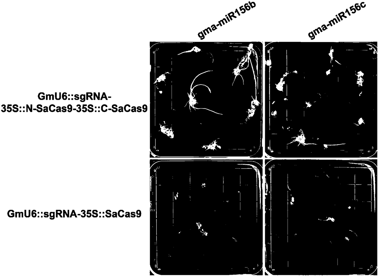 Construction method and application of high-efficiency soybean CRISPR/Cas9 system