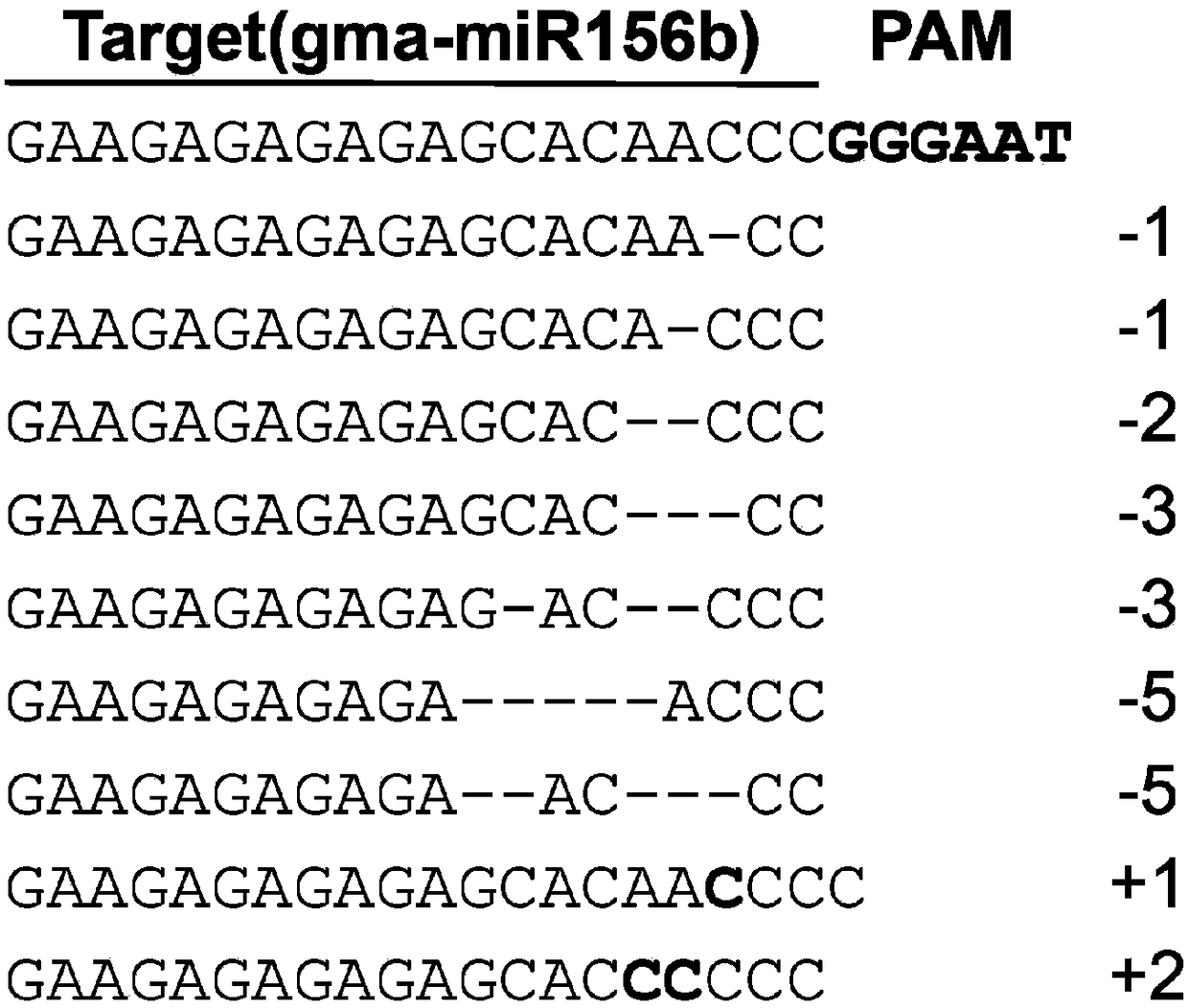 Construction method and application of high-efficiency soybean CRISPR/Cas9 system