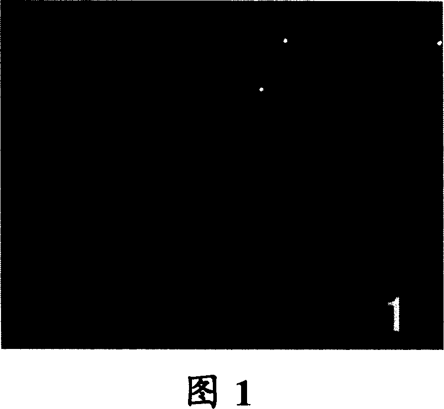 Method for cultivating human umbilical blood stem cell and directionally differentiating the same to dopaminergic nerve cell and application for the obtained dopaminergic nerve cell