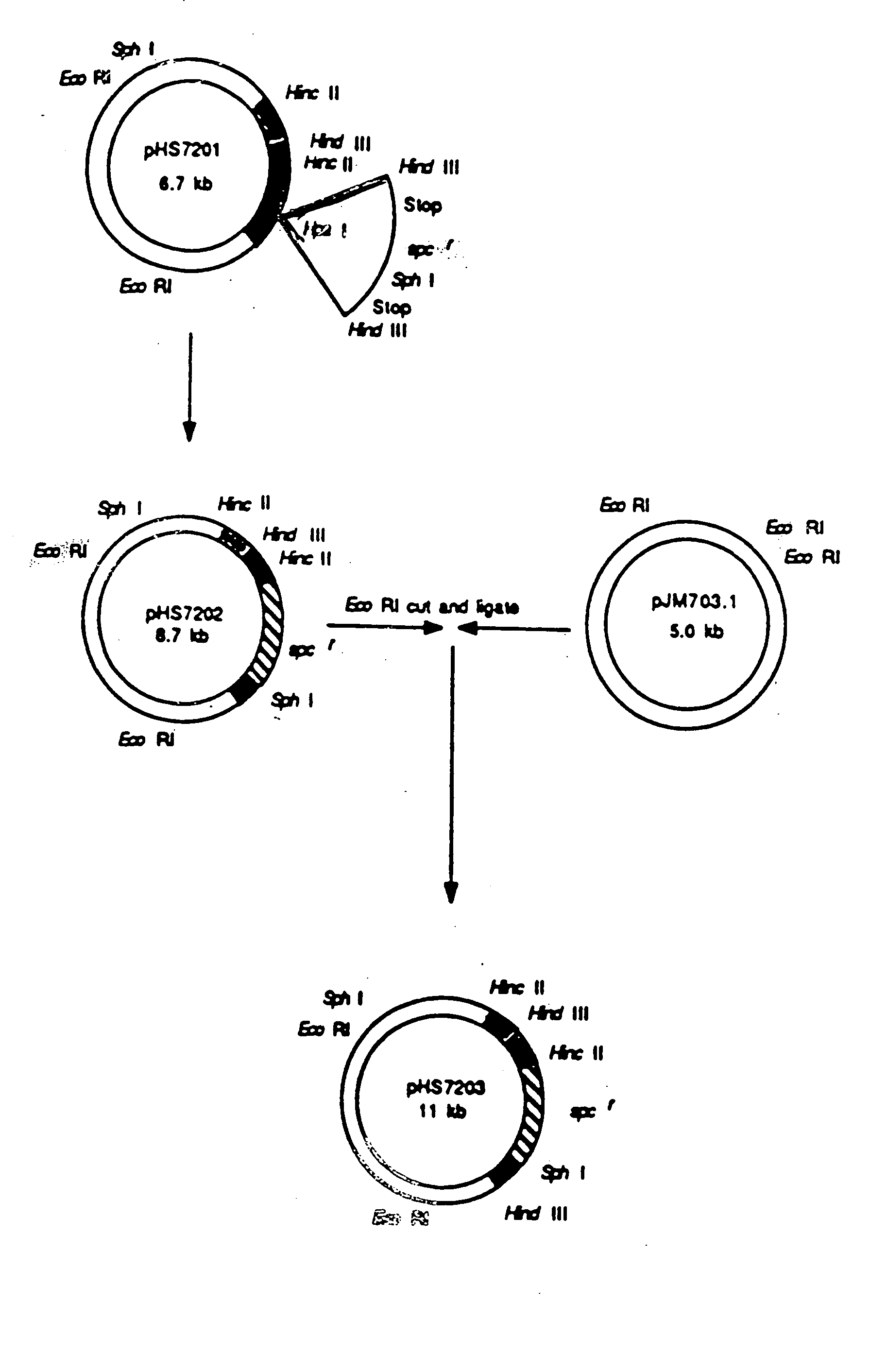 Transformed shigella