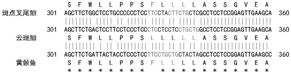 Primer and method for molecular identification of channel catfish and ietalurus punetaus