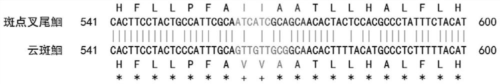 Primer and method for molecular identification of channel catfish and ietalurus punetaus