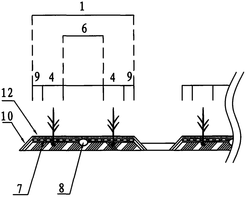 Rice and wheat drill sowing under-mulch drip irrigation cultivation method