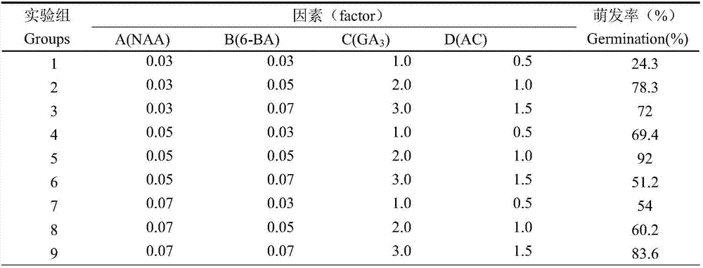 Cultivation method for rapid propagation of Acer pentaphyllum twigs