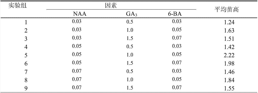 Cultivation method for rapid propagation of Acer pentaphyllum twigs