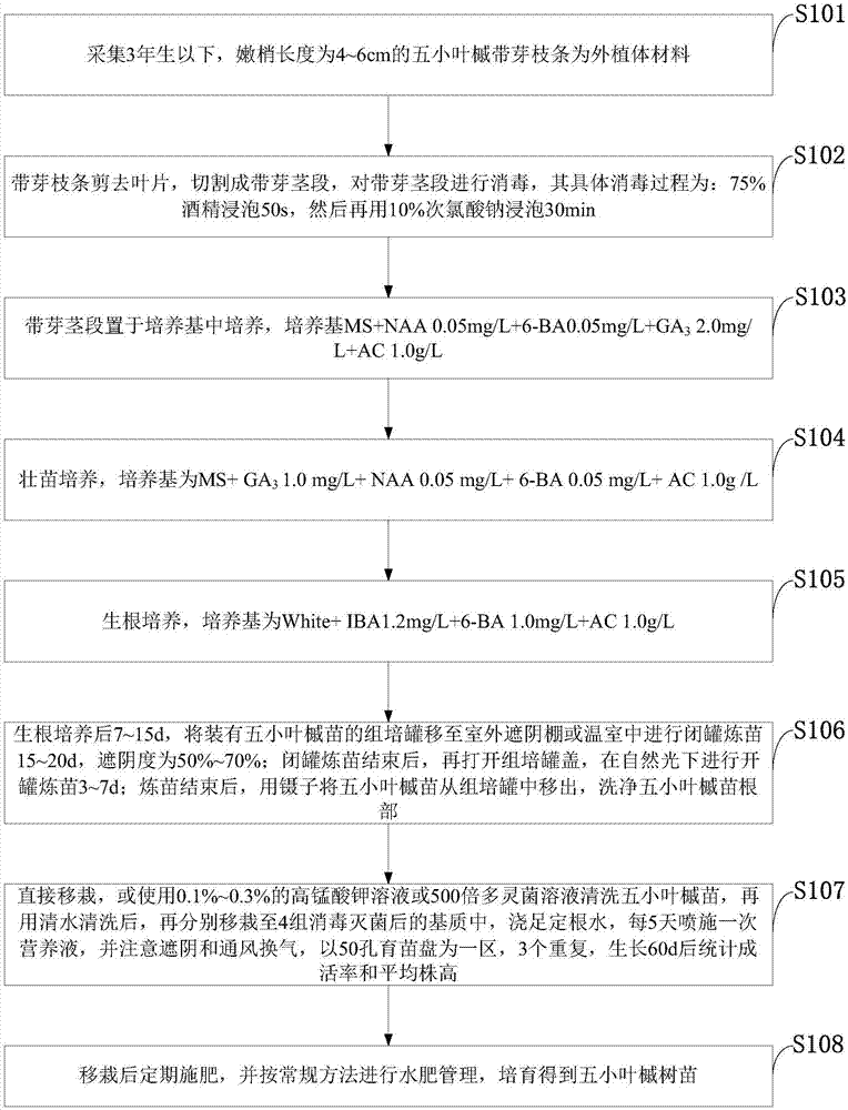 Cultivation method for rapid propagation of Acer pentaphyllum twigs