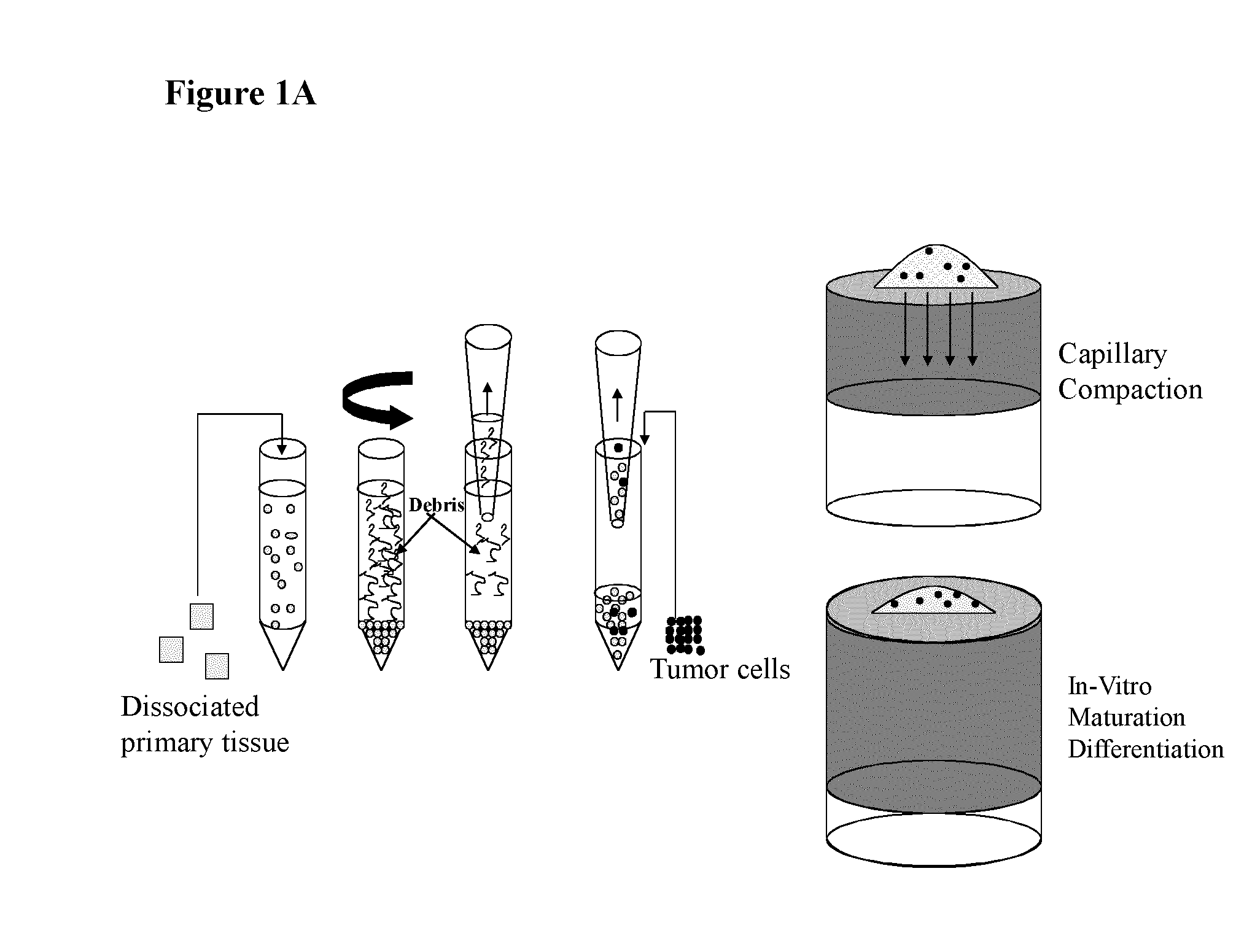 Tumour cell and tissue culture