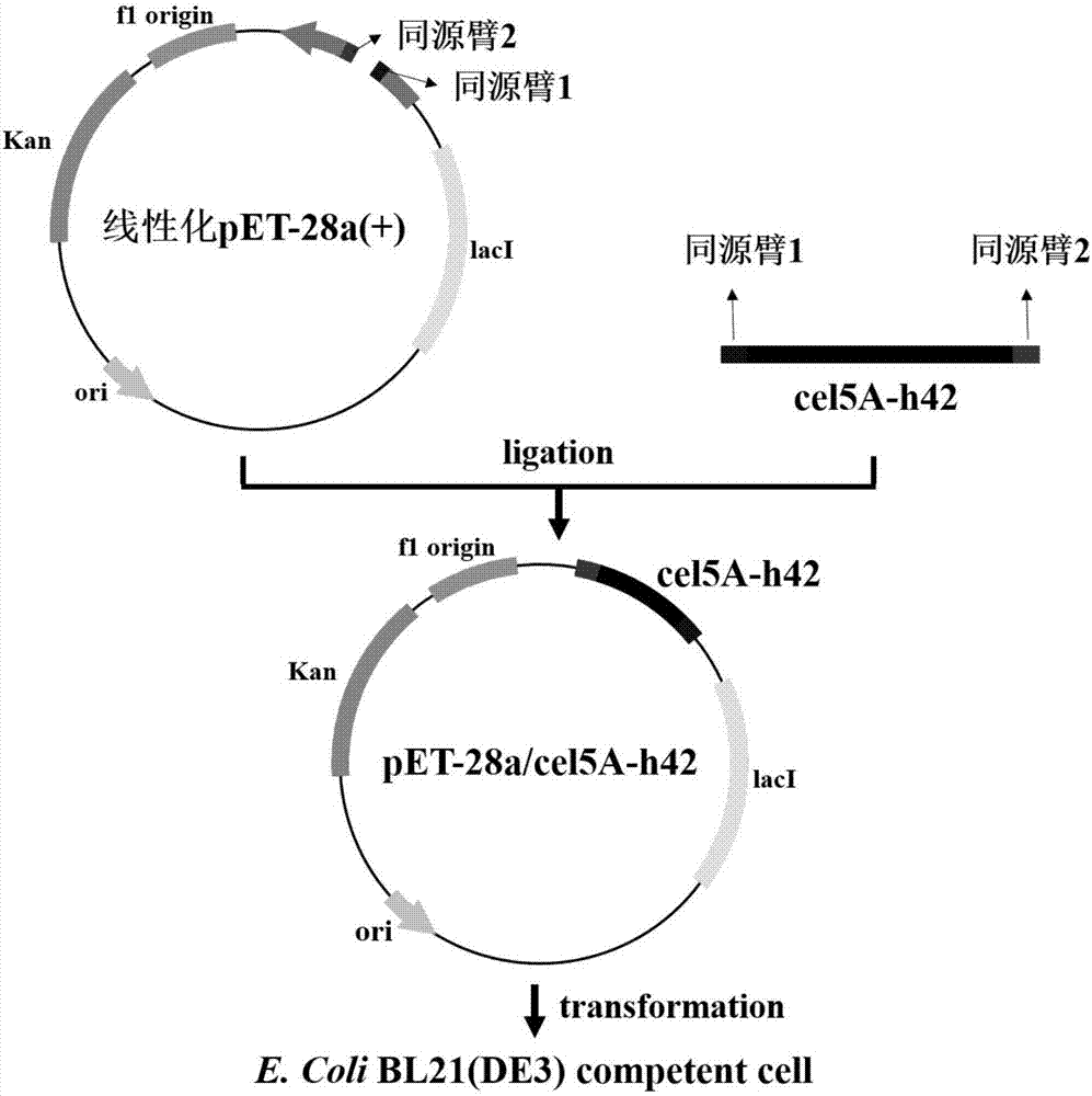 Endoglucanase as well as encoding gene cel5A-h42 and application thereof