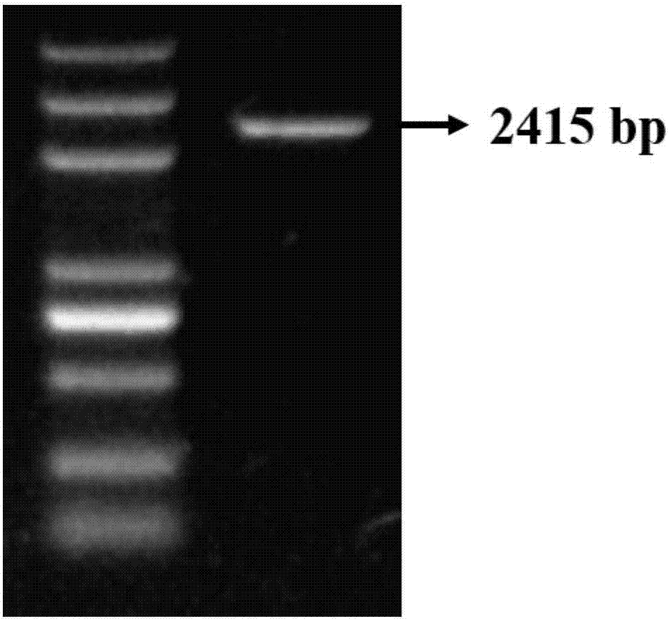 Endoglucanase as well as encoding gene cel5A-h42 and application thereof