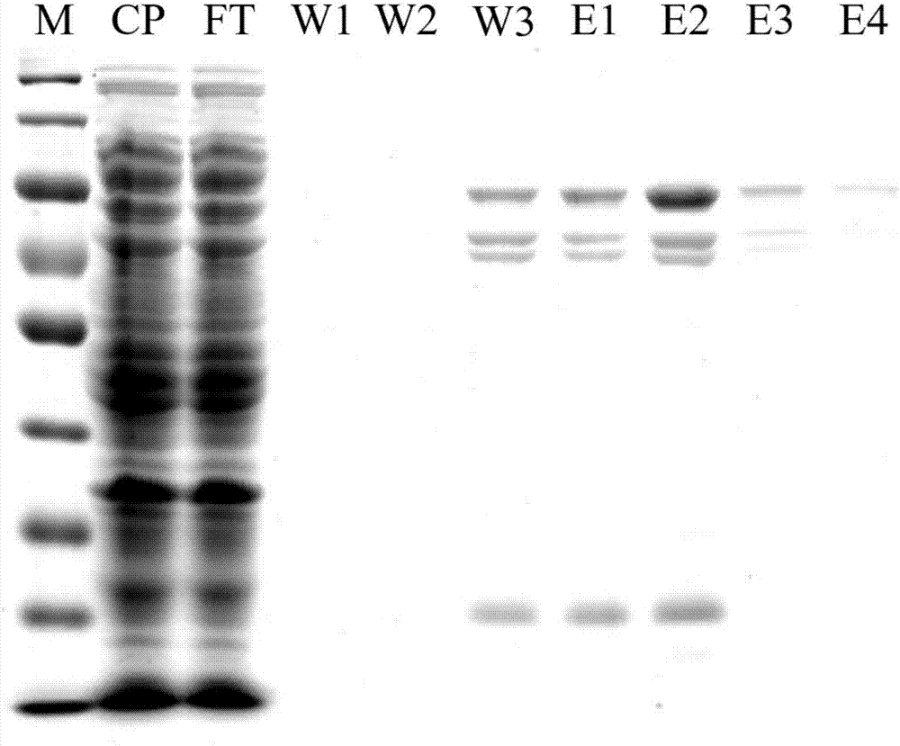 Endoglucanase as well as encoding gene cel5A-h42 and application thereof