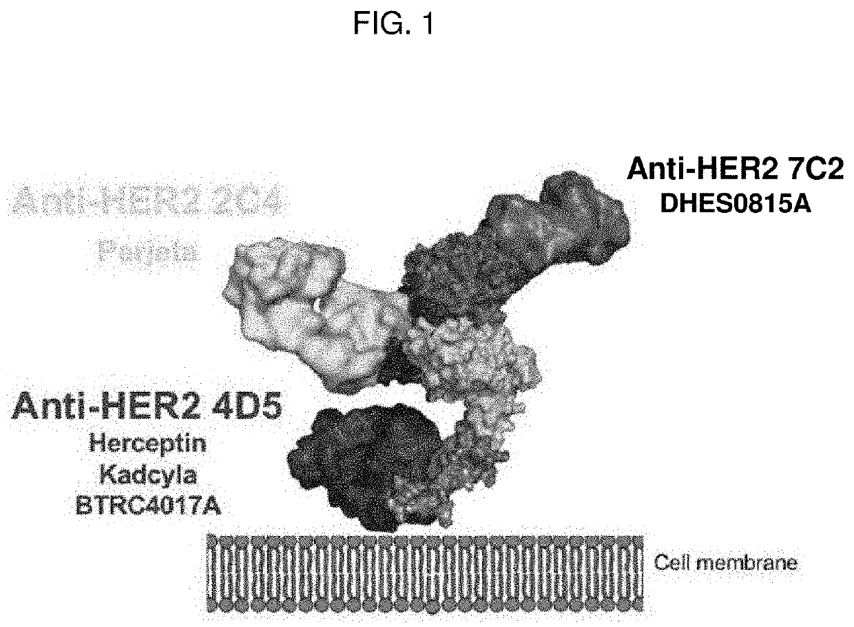 Treatment of cancer with her2xcd3 bispecific antibodies in combination with Anti-her2 mab