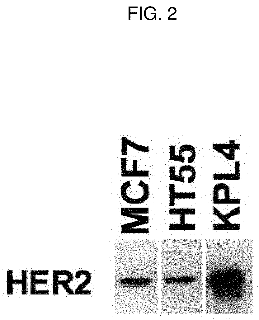 Treatment of cancer with her2xcd3 bispecific antibodies in combination with Anti-her2 mab