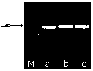 Liriodendron hybrids LhMKK2 gene and expression protein and application thereof