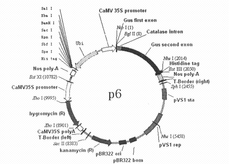 BGIos228 gene and application thereof