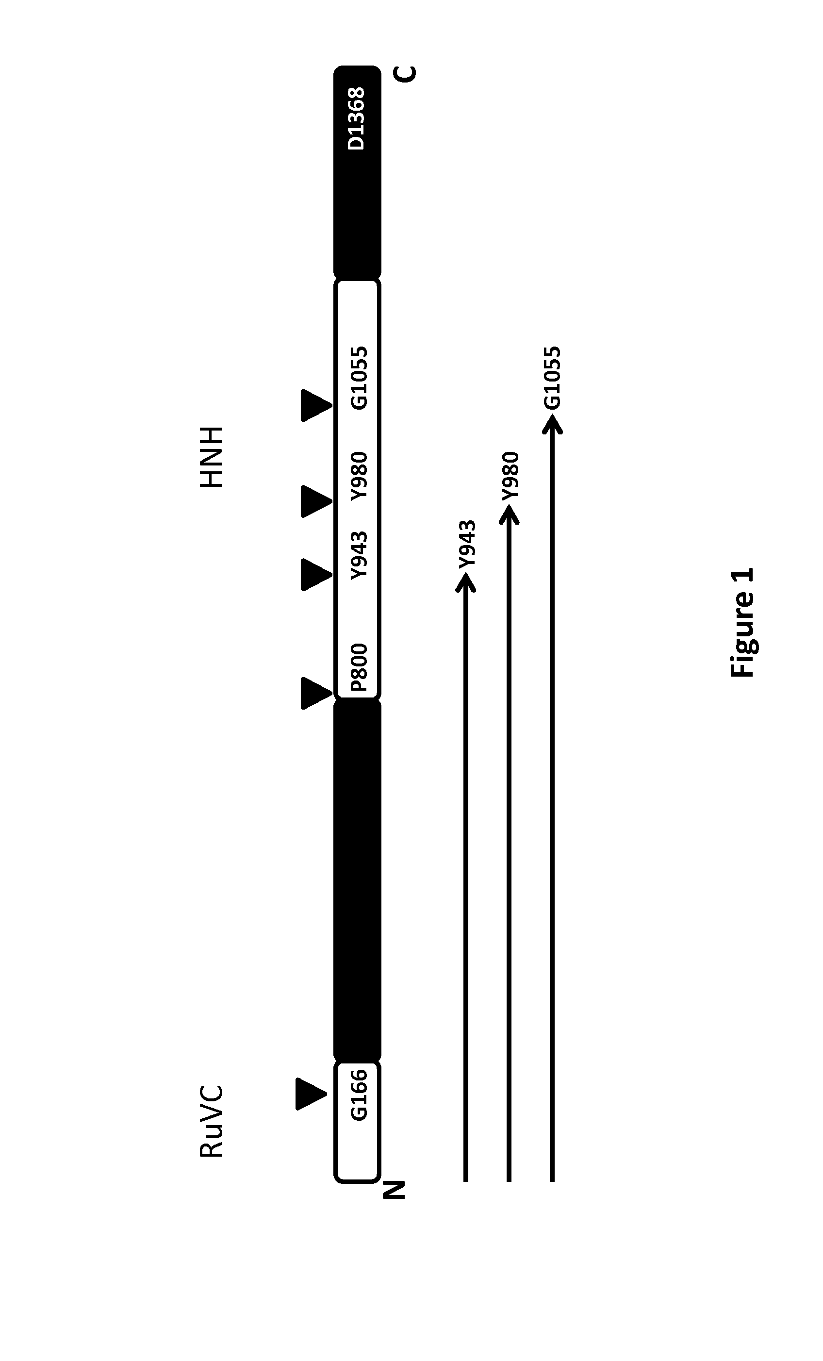 New compact scaffold of cas9 in the type ii crispr system