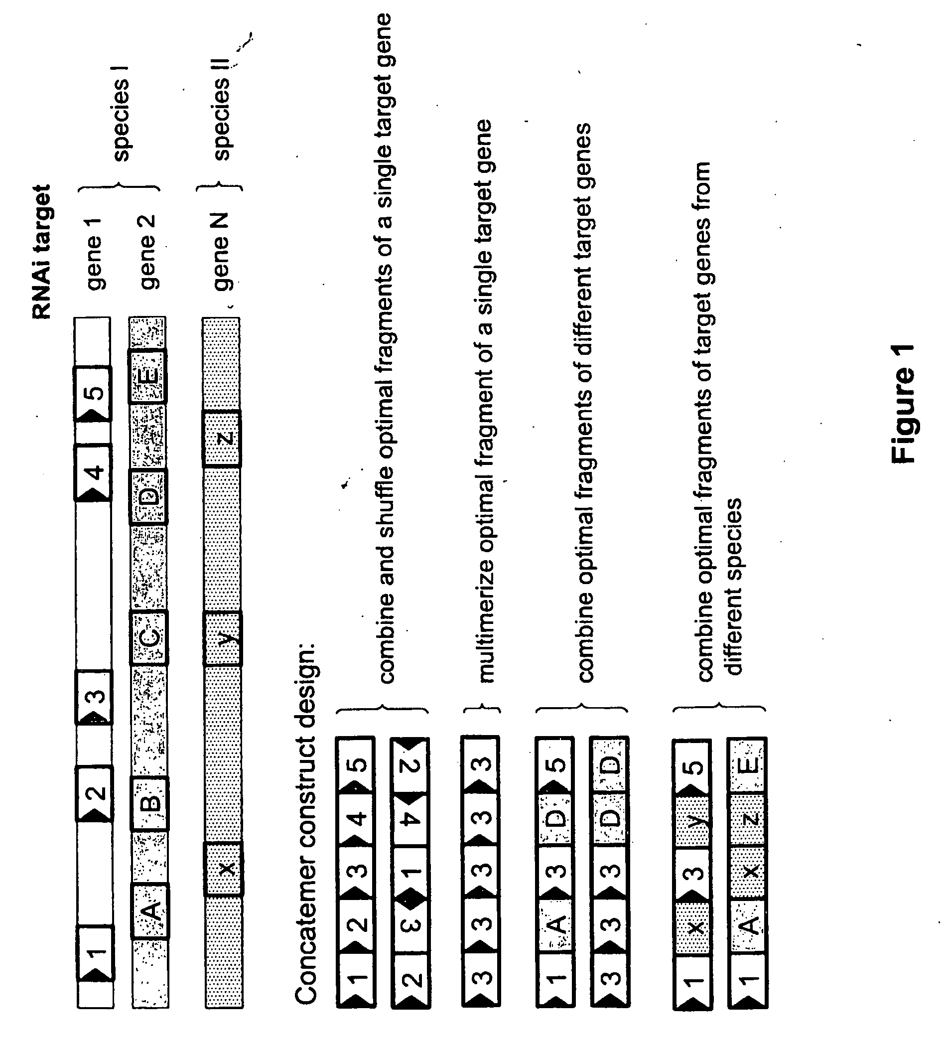 Rna constructs