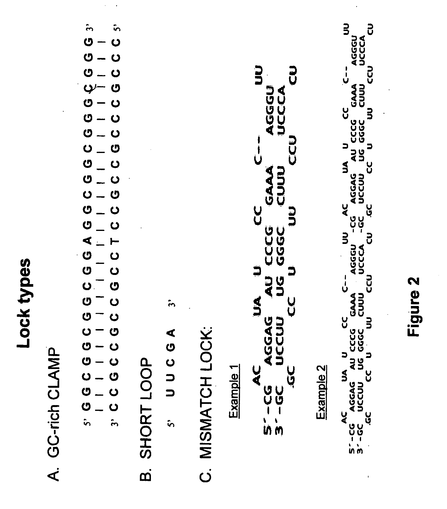 Rna constructs